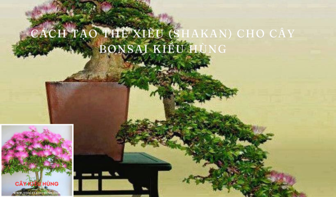 Cách tạo Thế Xiêu (Shakan) cho cây bonsai kiều hùng: Bí quyết từ A đến Z