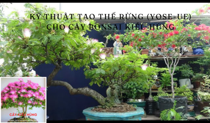 Kỹ thuật tạo Thế Rừng (Yose-ue) cho cây bonsai kiều hùng