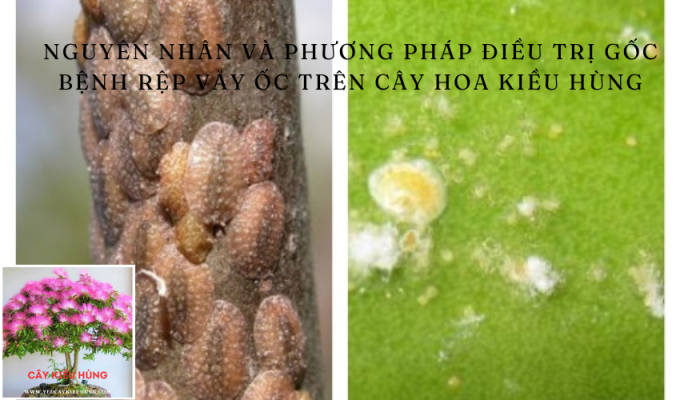 Nguyên nhân và phương pháp điều trị gốc bệnh rệp vảy ốc trên cây hoa Kiều hùng