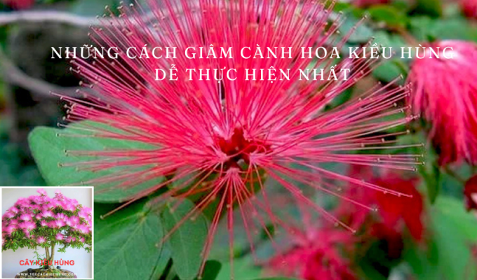 Những cách giâm cành hoa Kiều hùng dễ thực hiện nhất