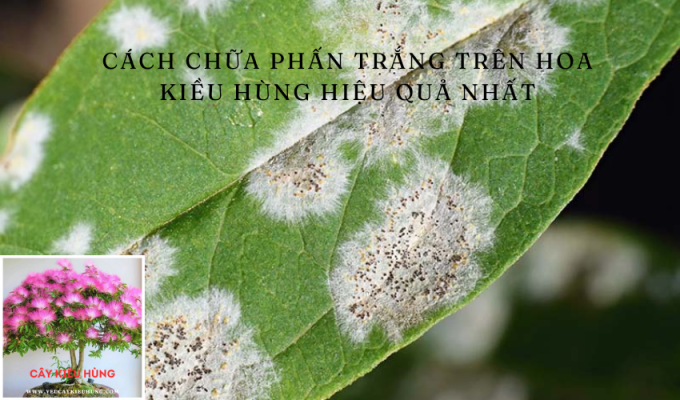 Cách chữa phấn trắng trên hoa Kiều hùng hiệu quả nhất: Bí quyết chăm sóc hoa đỉnh cao