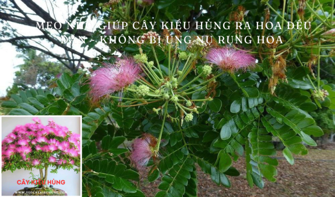 Mẹo nhỏ giúp cây Kiều hùng ra hoa đều đặn - Không bị úng nụ rụng hoa 