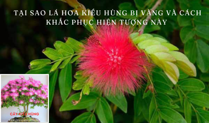 Tại sao lá hoa Kiều hùng bị vàng và cách khắc phục hiện tượng này hiệu quả