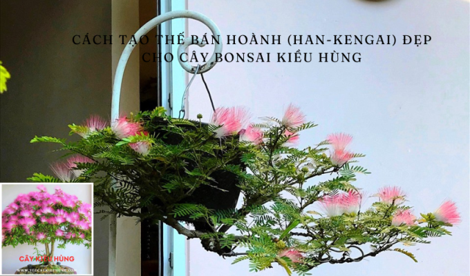 Cách Tạo Thế Bán Hoành (Han-Kengai) đẹp cho cây bonsai kiều hùng