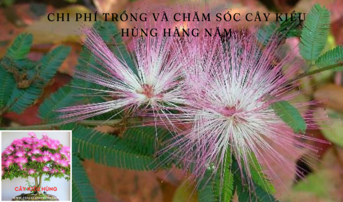 Chi phí trồng và chăm sóc cây Kiều hùng hàng năm