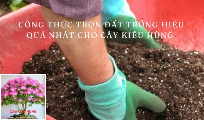 Công thức trộn đất trồng hiệu quả nhất cho cây kiều hùng 