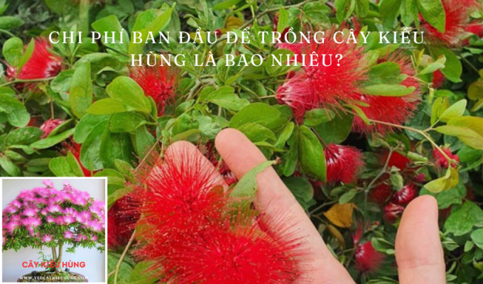 Chi phí ban đầu để trồng cây Kiều hùng là bao nhiêu?