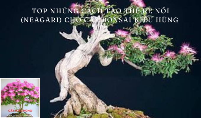 Top những cách tạo Thế Rễ Nổi (Neagari) cho cây bonsai kiều hùng 