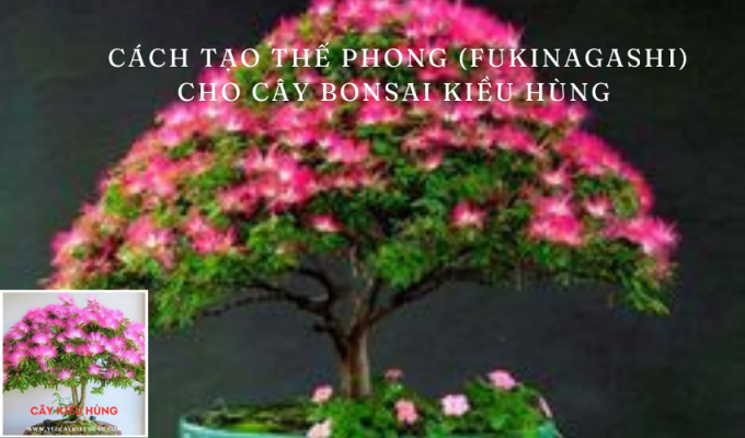 Cách tạo Thế Phong (Fukinagashi) cho cây bonsai kiều hùng - Hướng dẫn và bí quyết