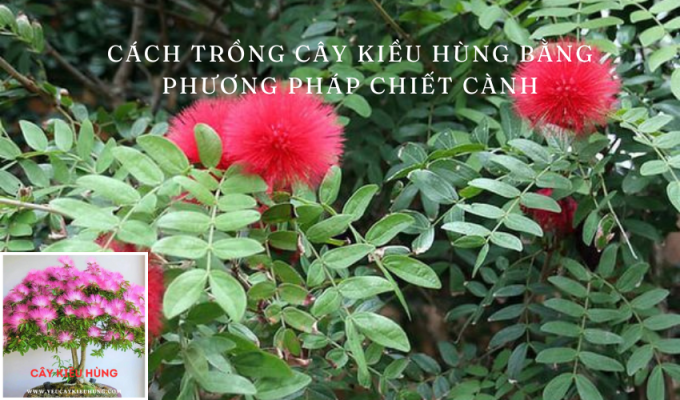 Cách trồng cây kiều hùng bằng phương pháp chiết cành: Bí quyết thành công