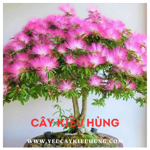 yeucaykieuhung.com