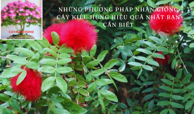 Những phương pháp nhân giống cây Kiều Hùng hiệu quả nhất bạn cần biết